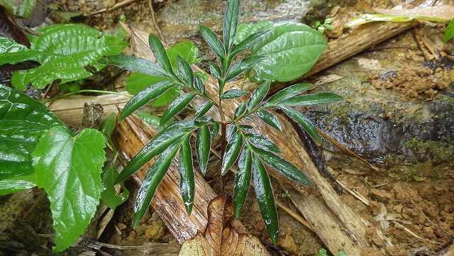熱帯植物 コンニャク Amorphophallus sp.Phayao TK便