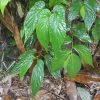 熱帯植物 ベゴニア Begonia sp.Phayao TK便