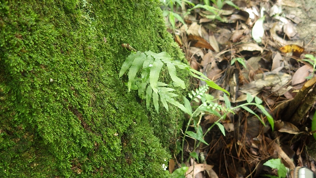 熱帯植物 ゴニオフィレビウム Goniophlebium sp.Chiang Rai