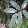 熱帯植物 リュウビンタイ Angiopteris sp.Phayao TK便