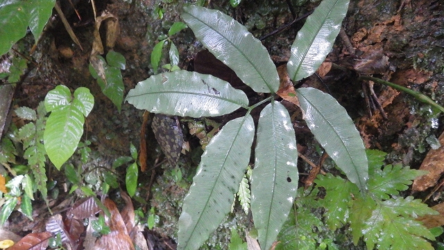 熱帯植物 リュウビンタイ Angiopteris sp.Phayao TK便