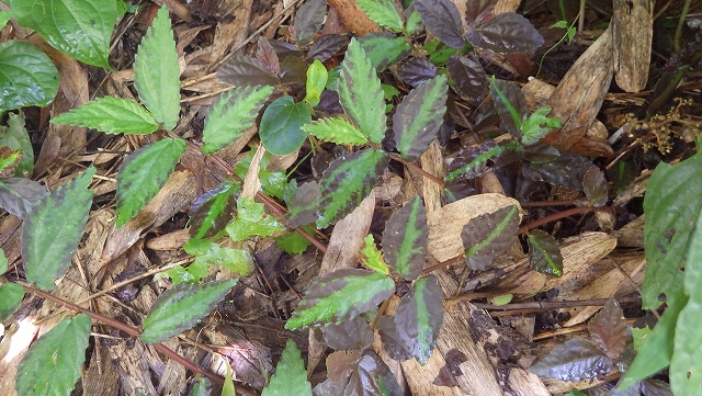 熱帯植物 ペリオニア Pellionia sp.Chiang Rai