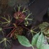 熱帯植物 草部屋 ワイルドベタ 植物 ベゴニア Begonia ホマロメナ Homaloemena