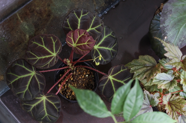 熱帯植物 草部屋 ワイルドベタ 植物 ベゴニア Begonia ホマロメナ Homaloemena