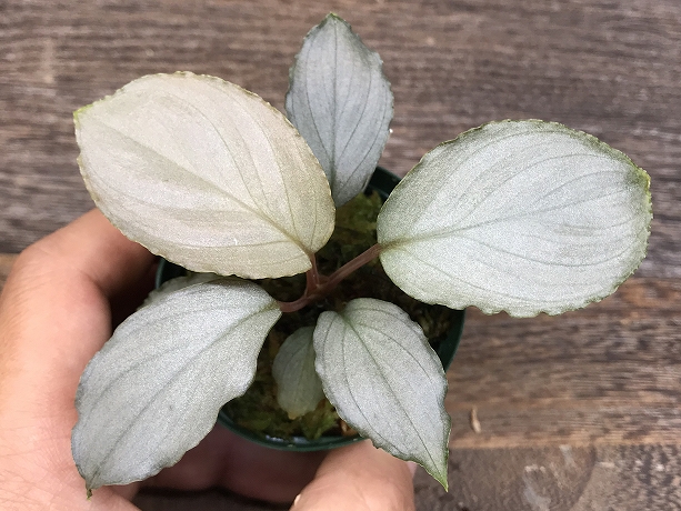 Homalomena sp.Platinum Frill ホマロメナ - 植物/観葉植物