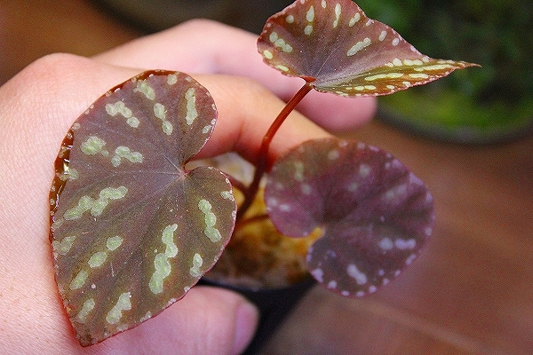 熱帯植物 ベゴニア Begonia integrifolia from Satun,Thailand