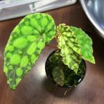 熱帯植物 ベゴニア Begonia chlorosticta Green ボルネオ島原産