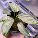 熱帯植物 ホマロメナ Homalomena sp. 銀６ Cameron Highlands TK060315