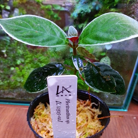 熱帯植物 コスミアンテマム Cosmianthemum bullatum LA0515-02