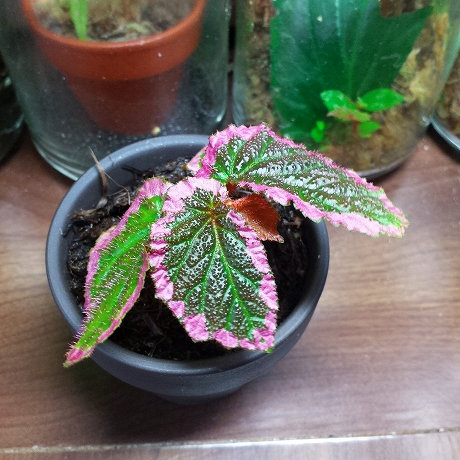 熱帯植物 ベゴニア Begonia fulvovillosa パプアニューギニア原産