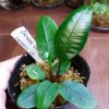 熱帯植物 ダナエア Danaea simplicifolia Colombia2015