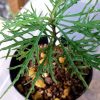 熱帯植物 アルディシア Ardisia sp.kapuas Hulu