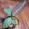 熱帯植物 : アルディシア Ardisia sp.Ranau TK031116