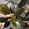 熱帯植物 wf1 f1 実生 人工授粉 ホマロメナ Homalomena sp. Red Morowali,Sulawesi wf1 育成記録