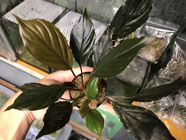 熱帯植物 wf1 f1 実生 人工授粉 ホマロメナ Homalomena sp. Red Morowali,Sulawesi wf1 育成記録