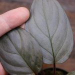 熱帯植物 サファイアベルベット ホマロメナ Homalomena sp. "SAP.V.1" Kepulauan Riau【SGP import】