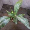 熱帯植物 スキスマトグロッティス Schismatoglottis sp.Kuala Berang