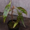 熱帯植物 ベゴニア Begonia amphioxus ボルネオ原産