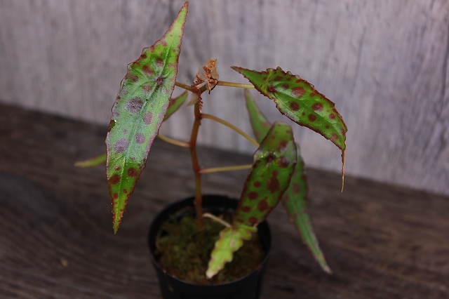 熱帯植物 ベゴニア Begonia amphioxus ボルネオ原産