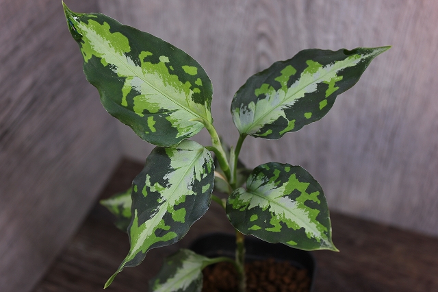 熱帯植物 アグラオネマ Aglaonema pictum ニルバーシュ