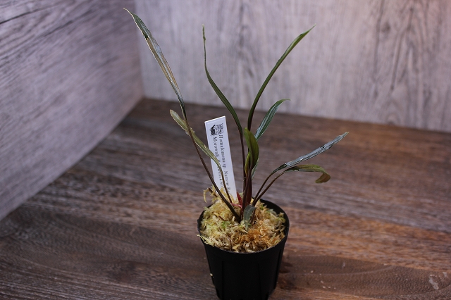 ホマロメナ Homalomena sp. Narrow Red Morowali,Sulawesi wf1 育成