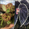 ベゴニア 原種Begoniaの交配記録 cross mating 熱帯植物