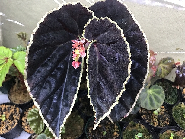 ベゴニア 原種Begoniaの交配記録 cross mating 熱帯植物