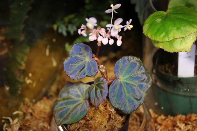 ベゴニア 原種Begoniaの交配記録３ – 熱帯植物.com