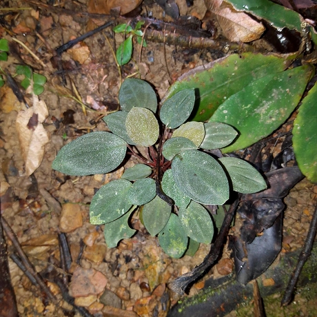 ホマロメナ Homalomena sp.Tambunan TK200217