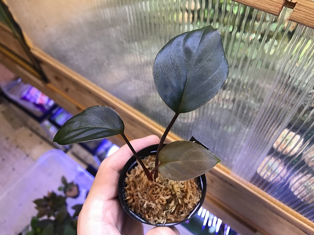 Homalomena cf. humilis Sumatera Barat LA0719-02