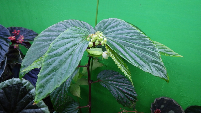 ベゴニア Begonia sp. “Mahakam hulu” Kal-timur TB – 熱帯植物.com