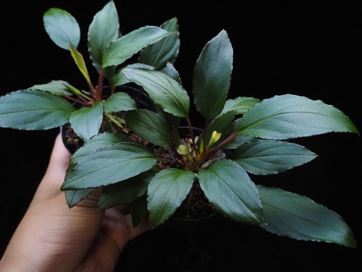 逸品】 Homalomena 【TB】ホマロメナ Idei “S.Mahakam” 植物/観葉植物