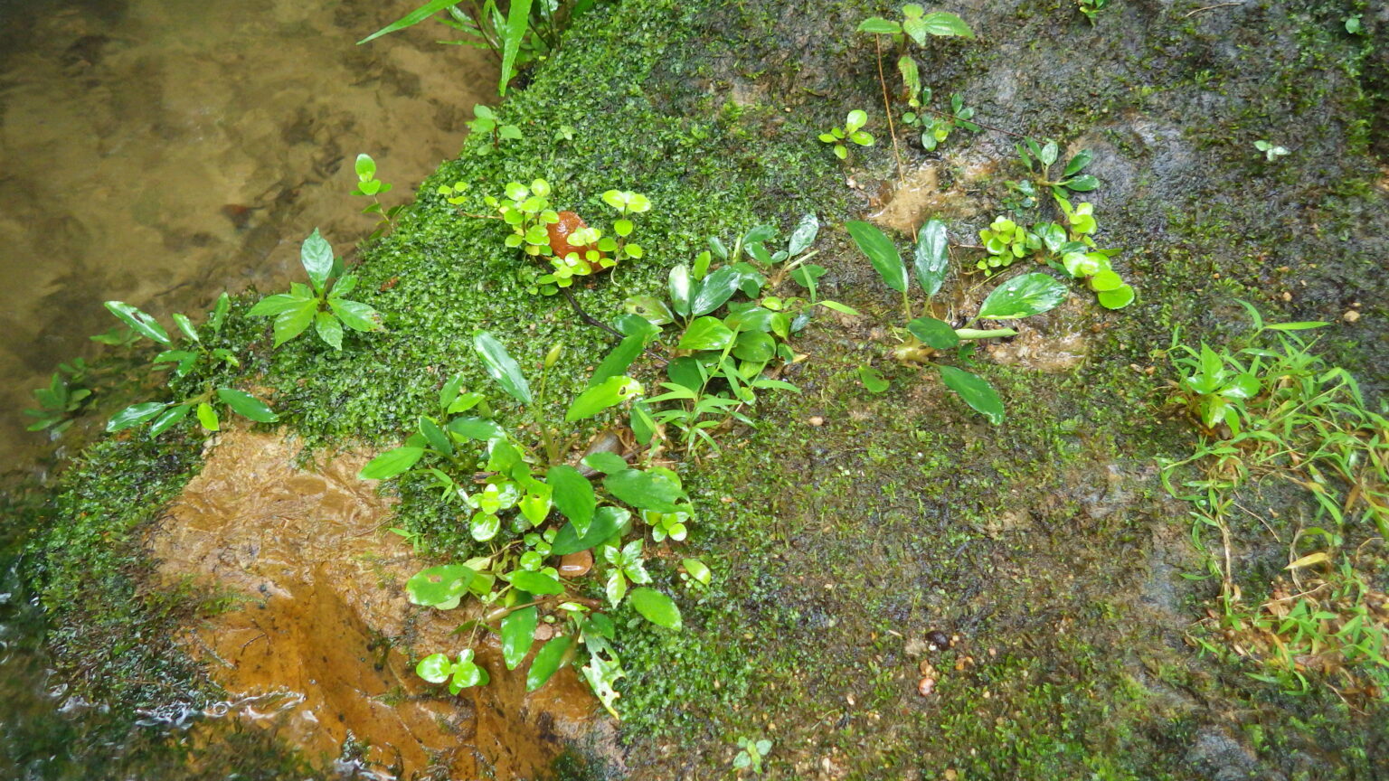 Furtadoa sumatrensis  "Variegated"