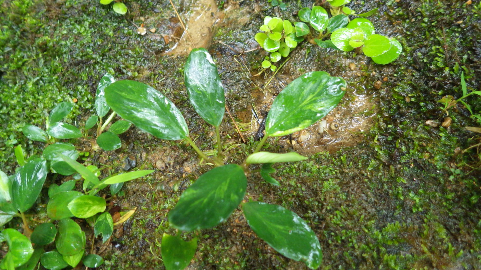 Furtadoa sumatrensis  "Variegated"