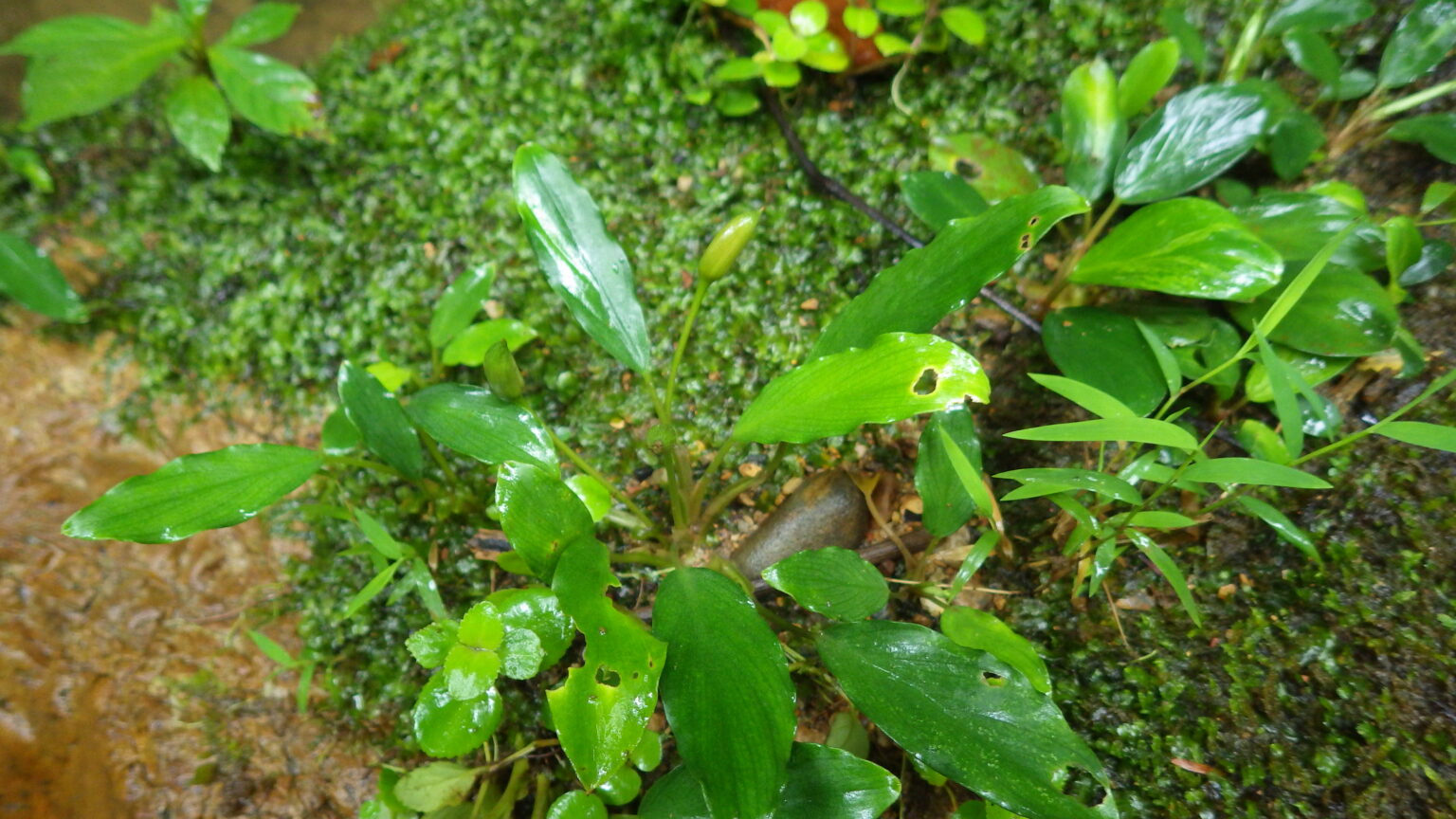 Furtadoa sumatrensis