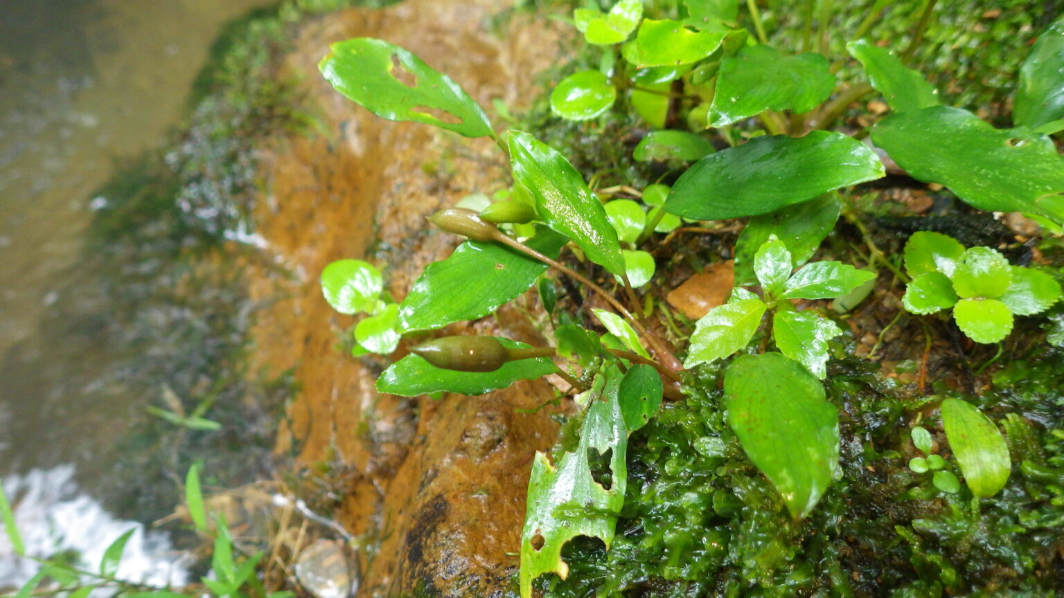 Furtadoa sumatrensis