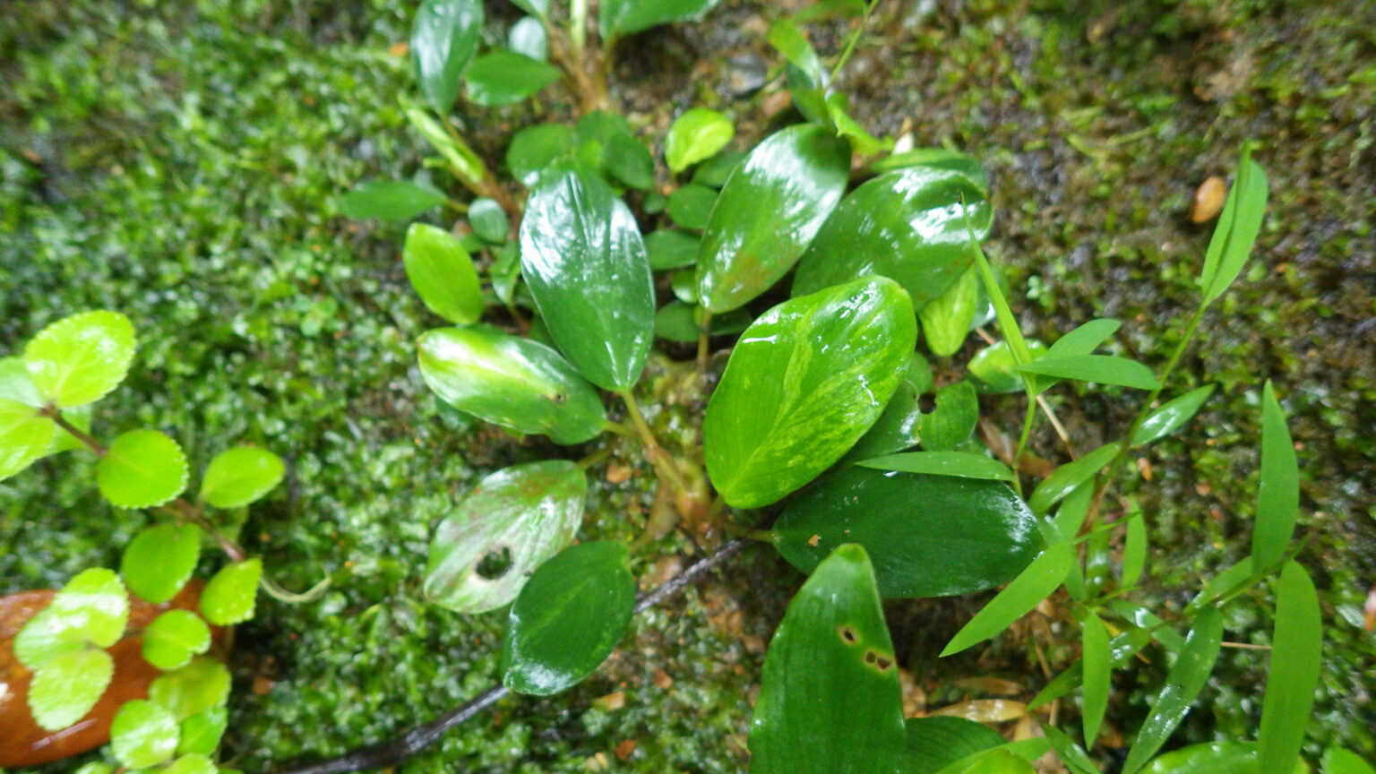 Furtadoa sumatrensis  "Variegated"