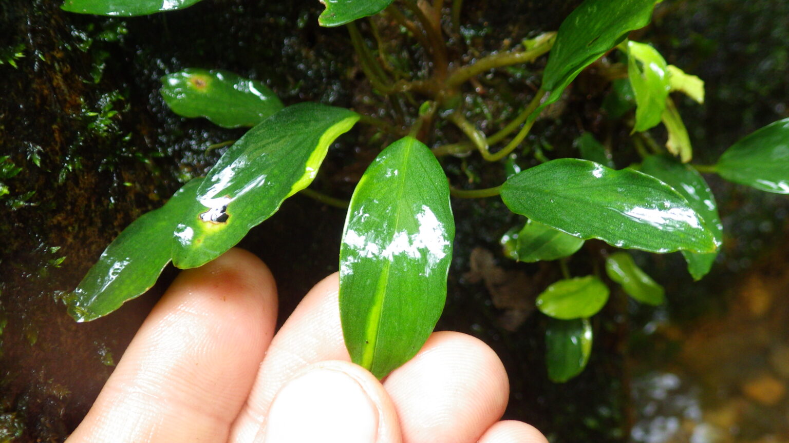 Furtadoa sumatrensis