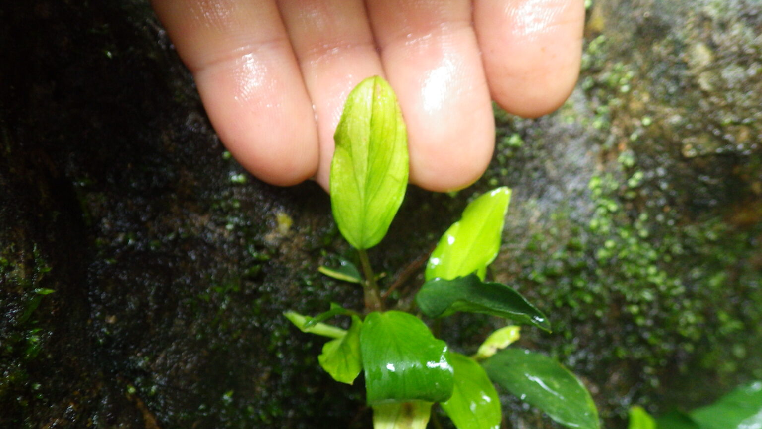 Furtadoa sumatrensis