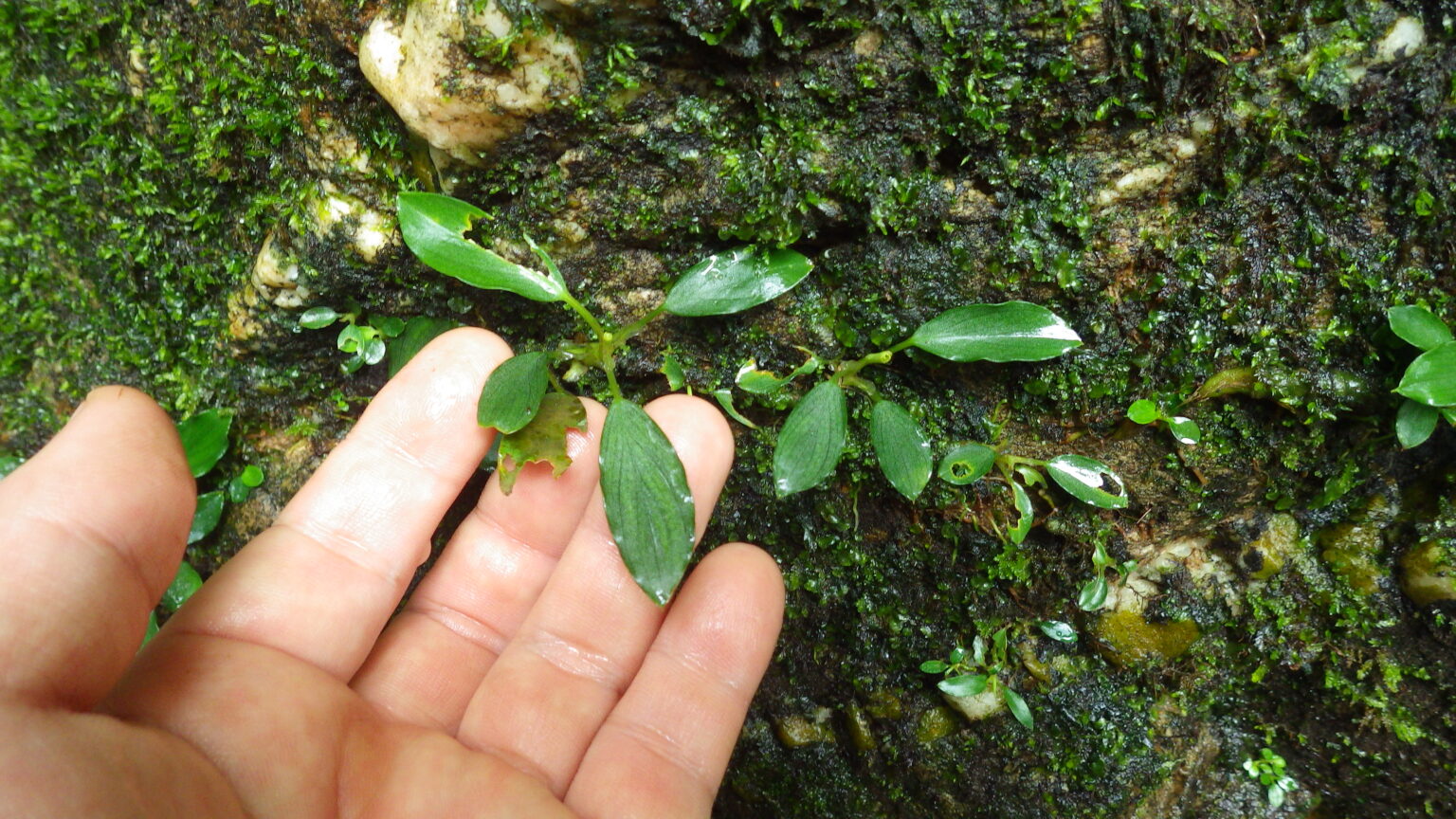 Furtadoa sumatrensis