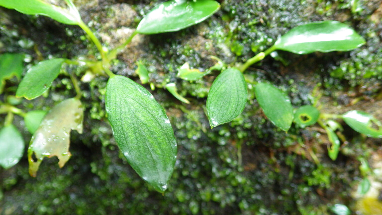 Furtadoa sumatrensis