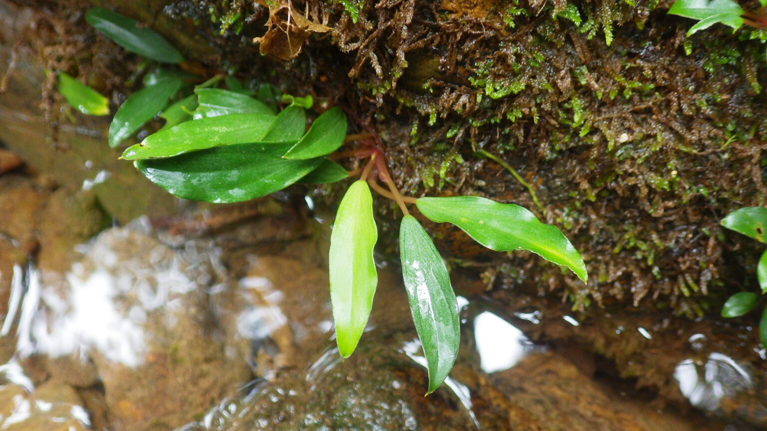 Furtadoa sumatrensis
