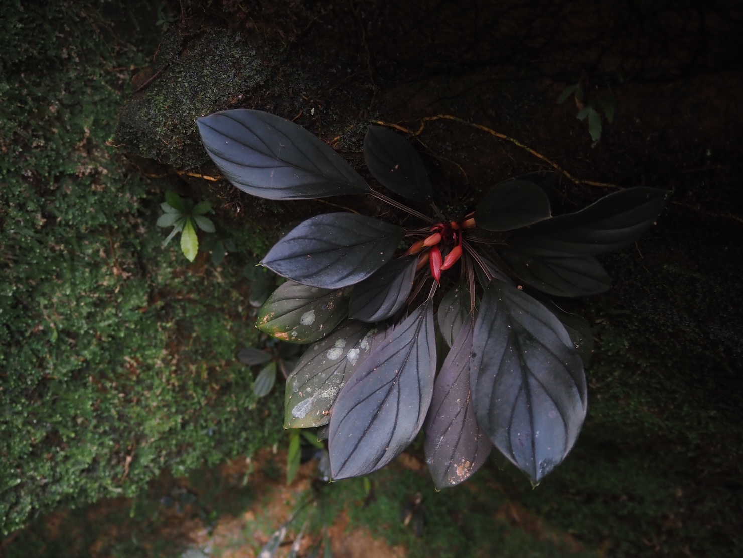 Homalomena sp. Sumatera Barat K0425-1