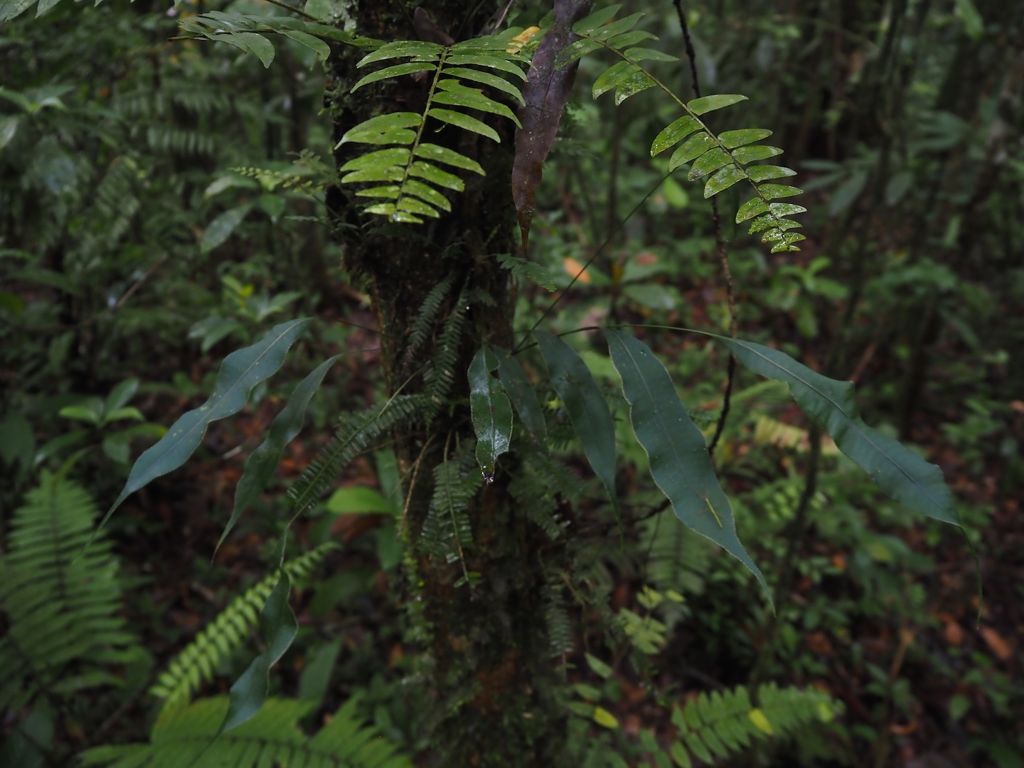 Selliguea albidosquamata