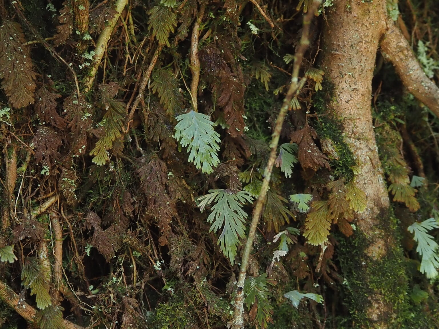 Pleuromanes pallidum Riau Sumatera K0425