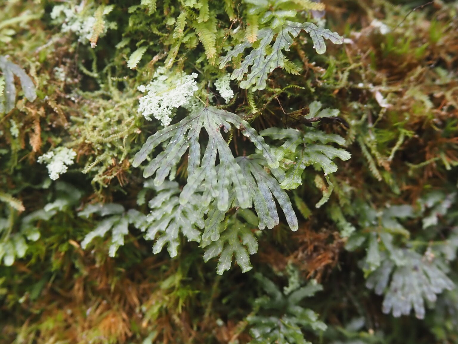 Hymenophyllum digitatum OR nitidulum OR palmatifidum