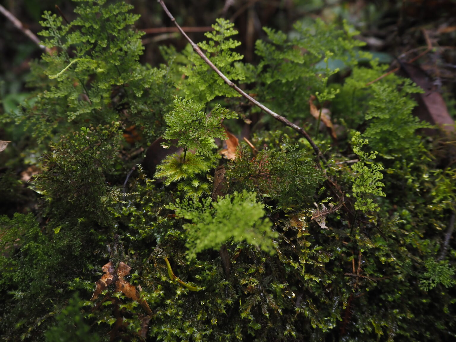 Hymenophyllum sp