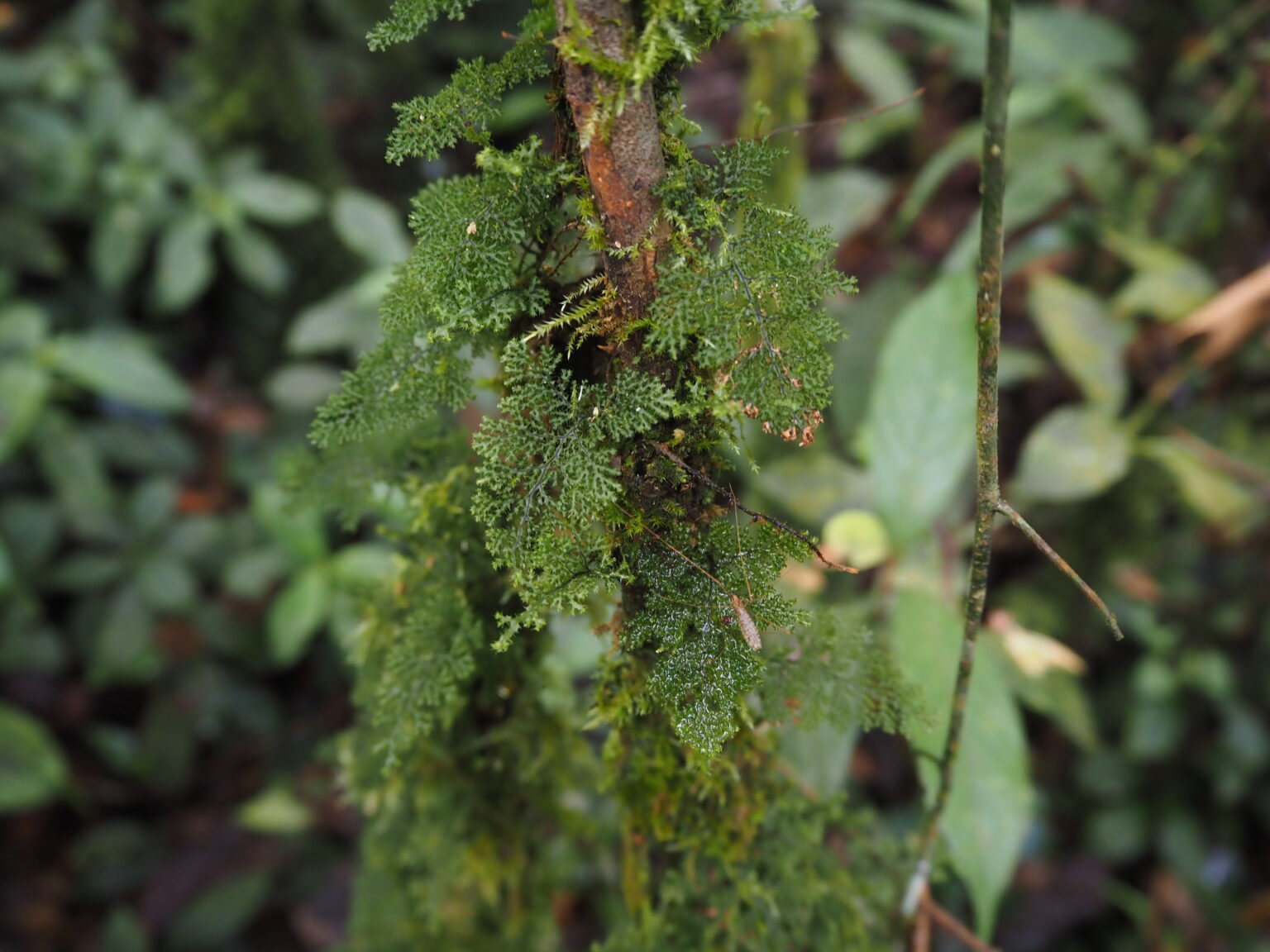 Hymenophyllum blandum Riau Sumatera K0425