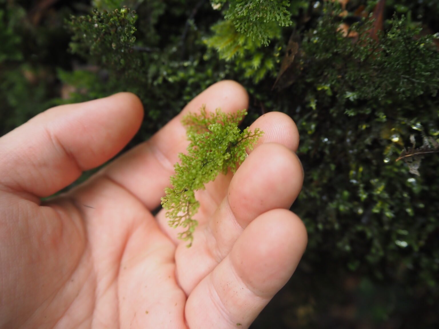 Hymenophyllum sp