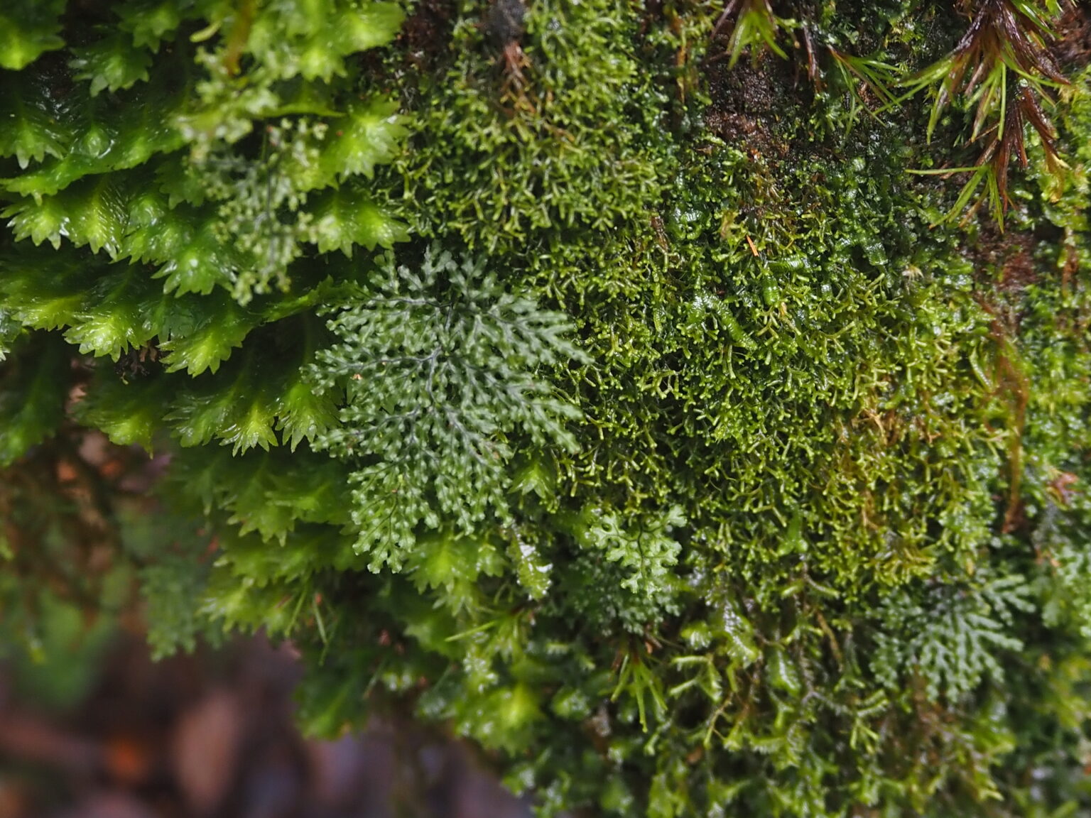 Hymenophyllum denticulatum Riau Sumatera K0425